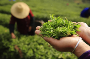 可見近紅外高光譜相機(jī)快速鑒別茶葉品種